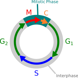 What Controls Cell Division? | Study.com