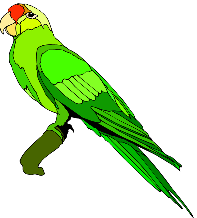 Free Parrot and Macaw Clipart