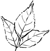 Fall Leaves Clipart Black And White - Free Clipart ...