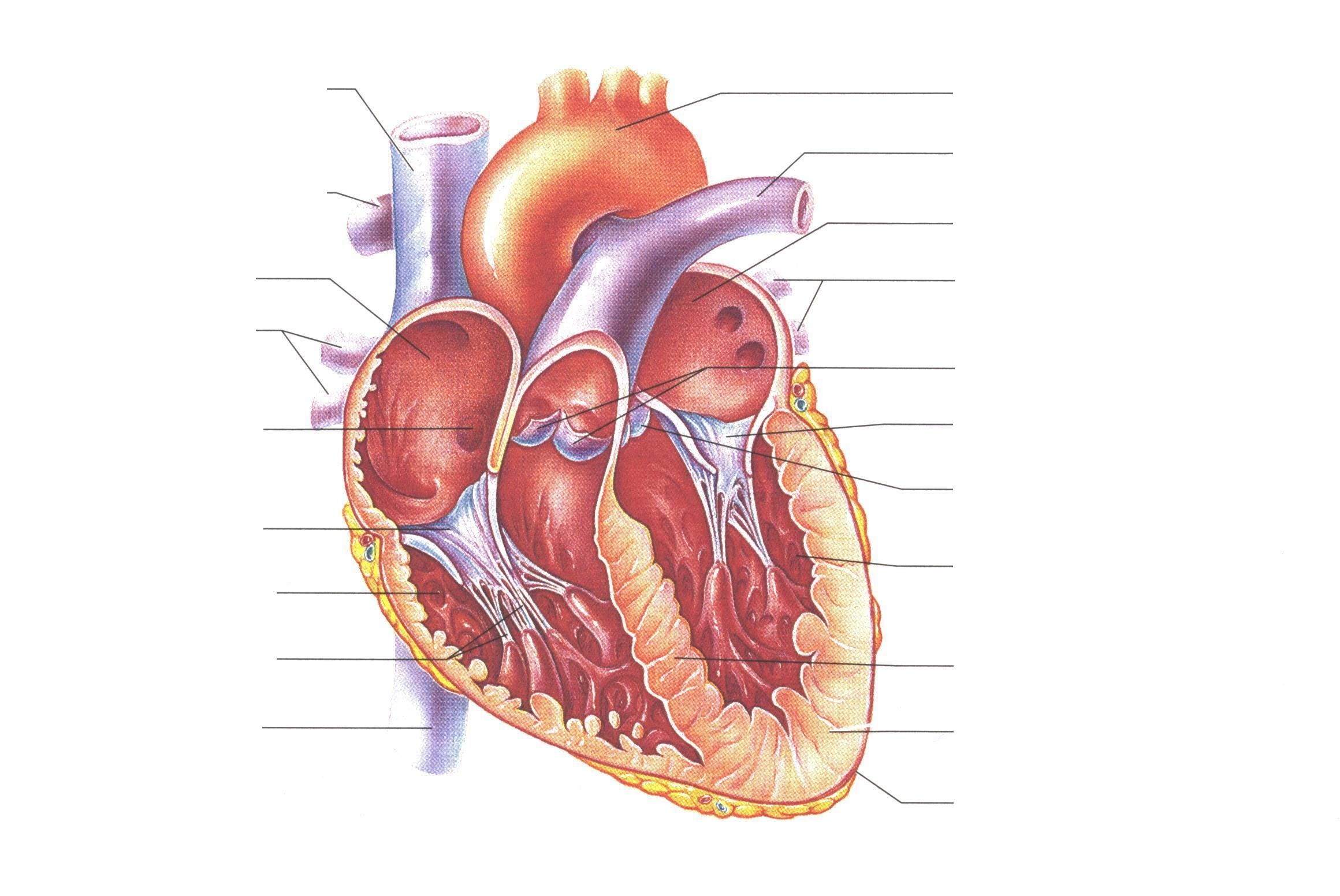 unlabelled-diagram-of-the-heart-clipart-best