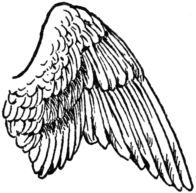 Wing Clip Art - Tumundografico