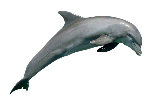 Dolphin PNG Image - PngPix