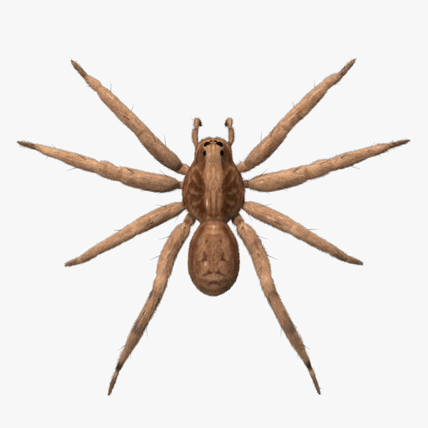 3d model lycosa tarantula wolf spider animation - ClipArt Best ...