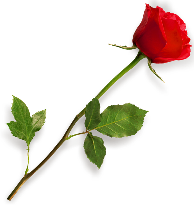 Rose flower clipart png - ClipartFox