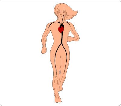 1000+ images about HUMAN BODY CLIP ART