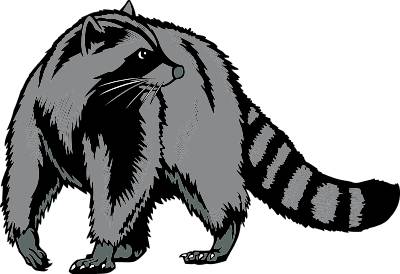 Raccoon Clipart | Free Download Clip Art | Free Clip Art | on ...