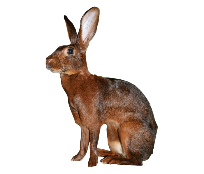 Belgian Hare Rabbits | USA Rabbit Breeders