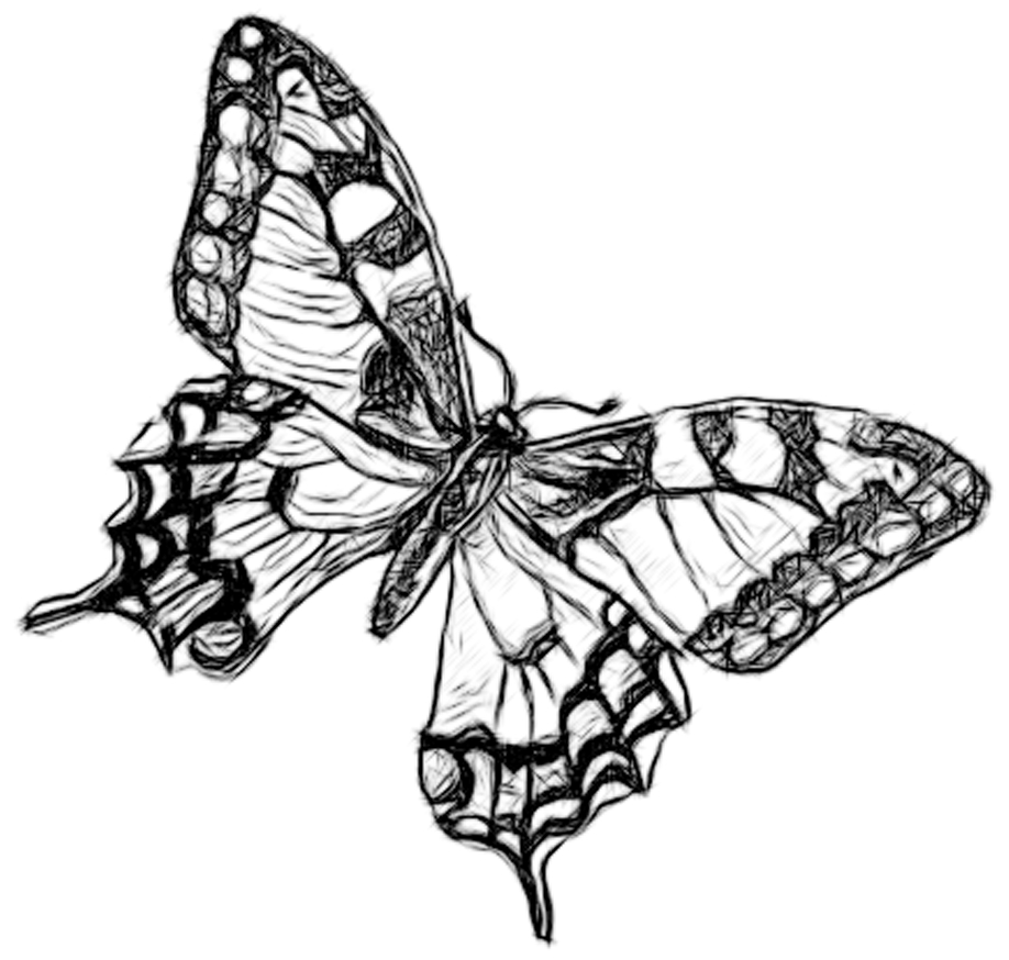 Flying Butterfly Drawings - Free Clipart Images