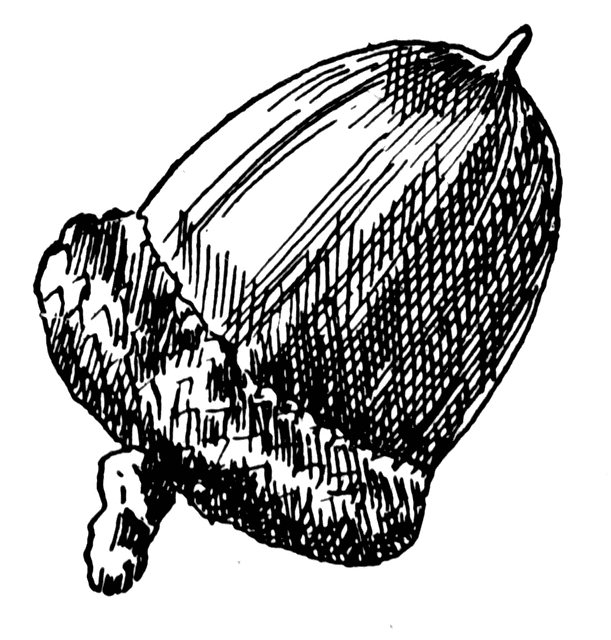 Red Oak Acorn | ClipArt ETC