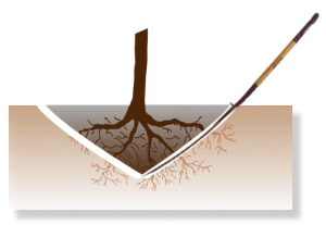 Tree Digging System