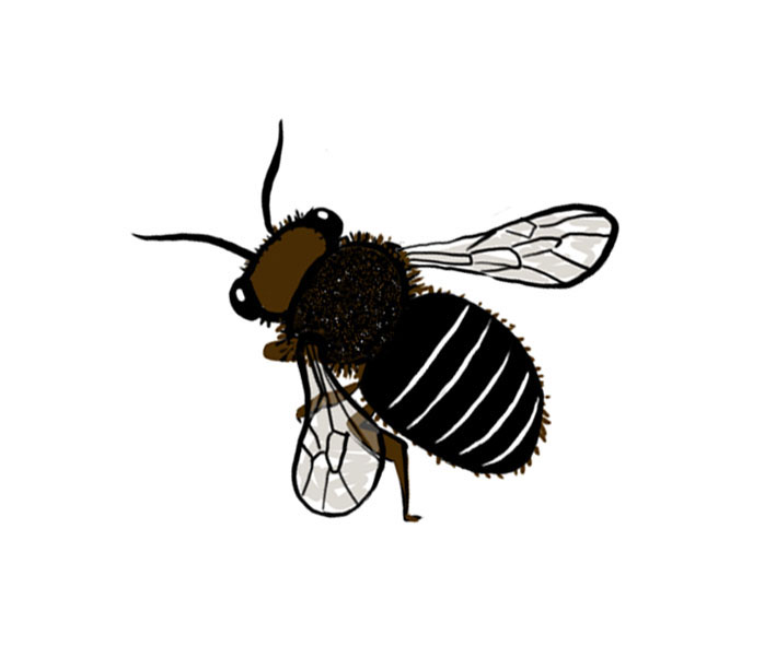 Bee illustration.jpg