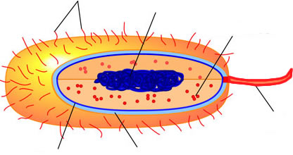 Cell Structure and Function (AP Biology)