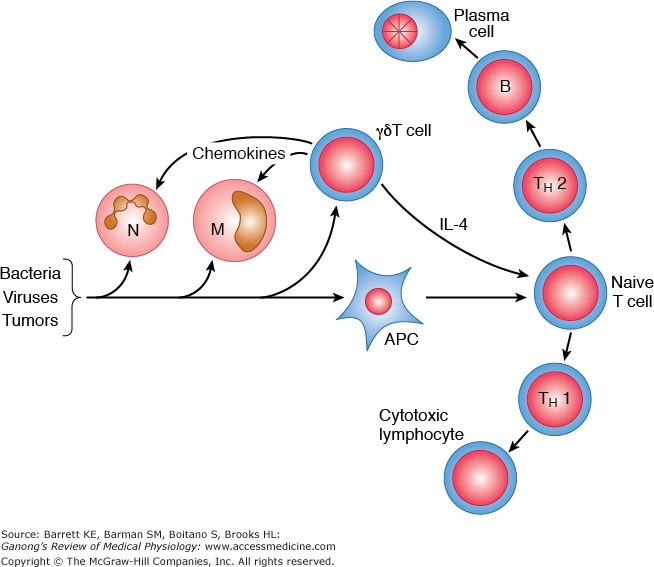 Chapter 3. Immunity, Infection, & Inflammation | Ganong's Review ...