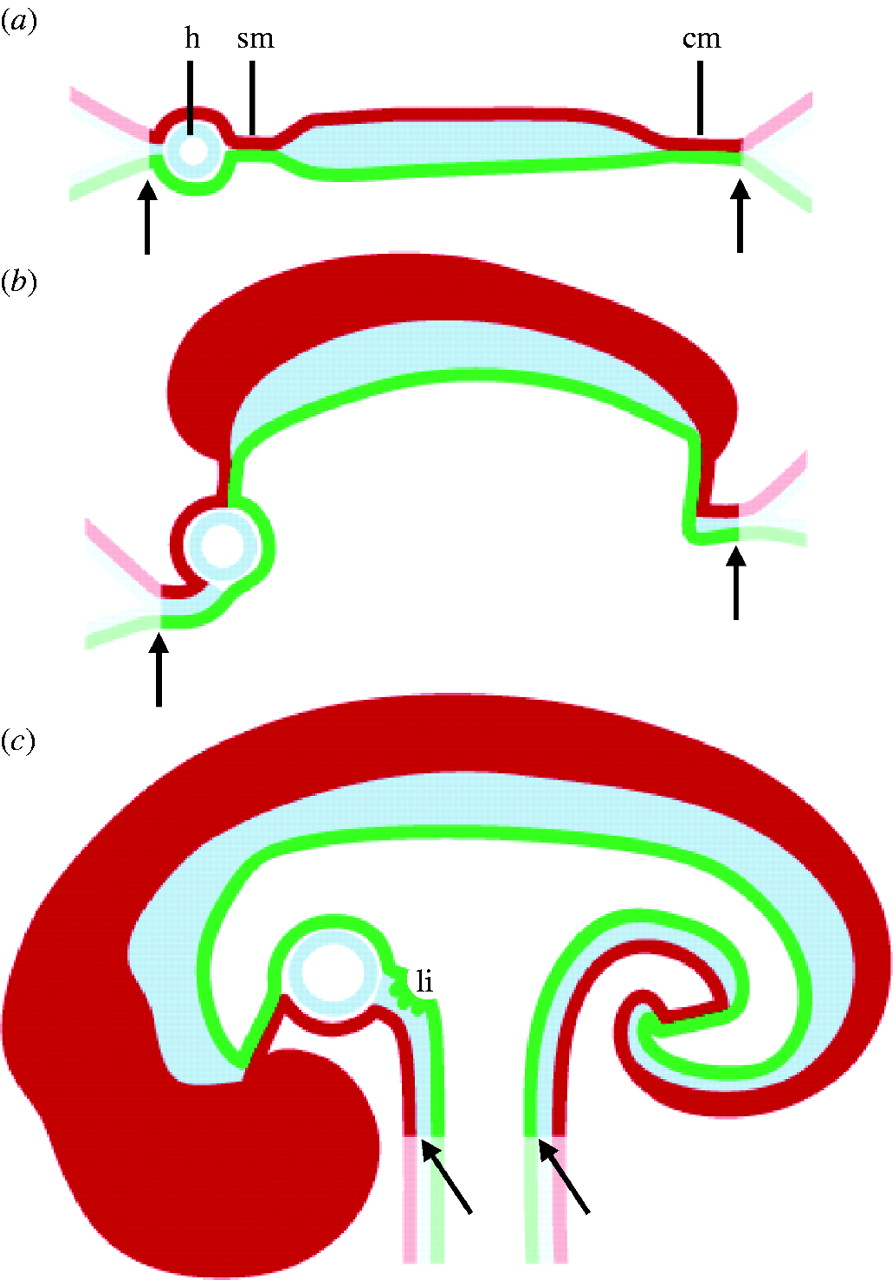 The heart-forming fields: one or multiple? | Philosophical ...