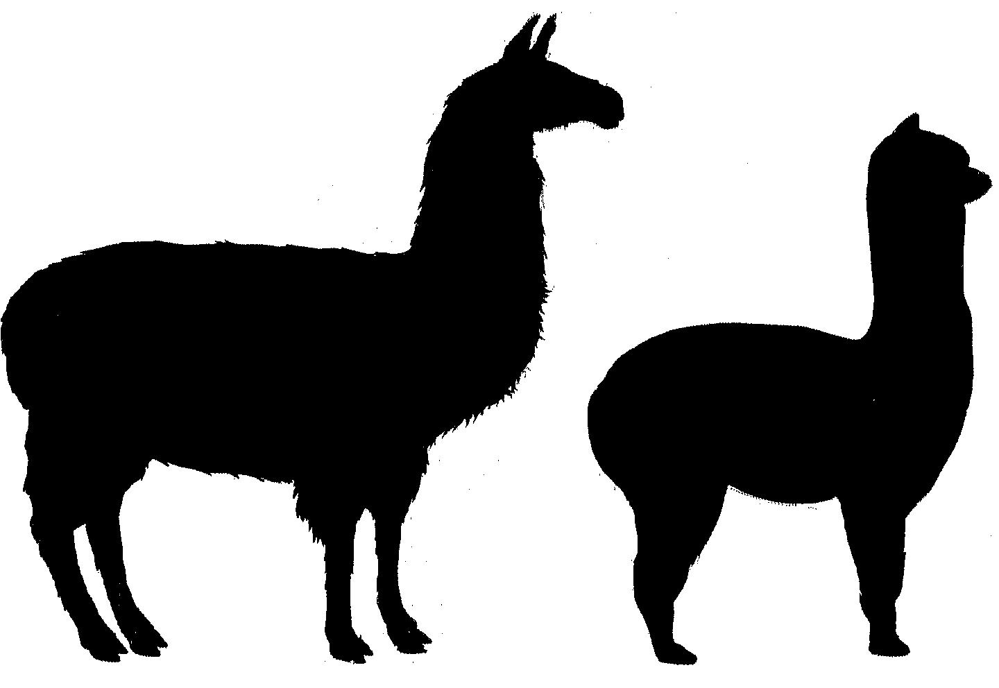 Llama Outline ClipArt Best