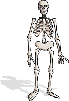 Skeletons: Facts (Science Trek: Idaho Public Television)