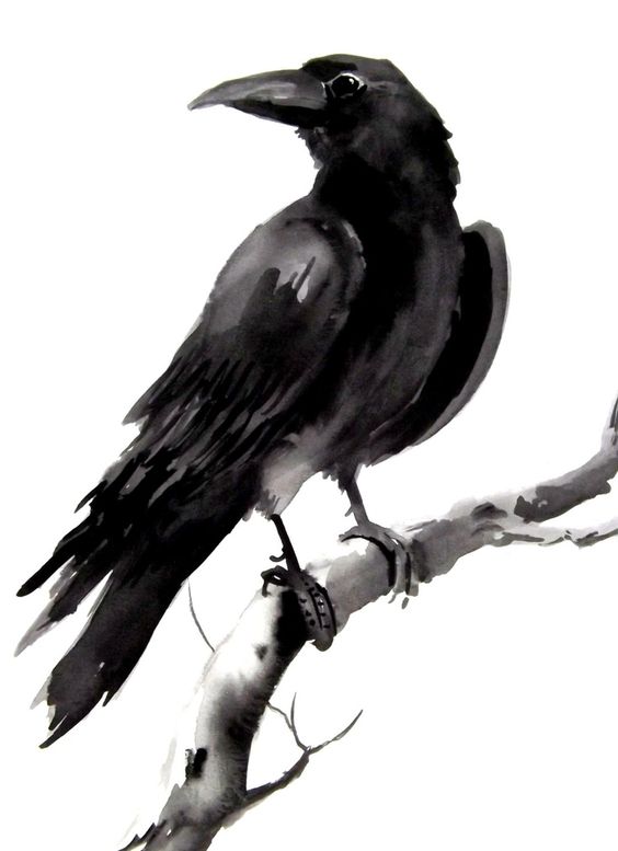Crow Draw Clipart Best