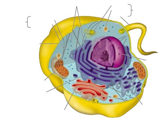 Label Parts Of A Cell - ClipArt Best