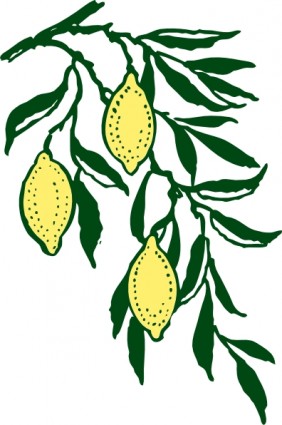 23 lemon tree clipart. - Free Clipart Images