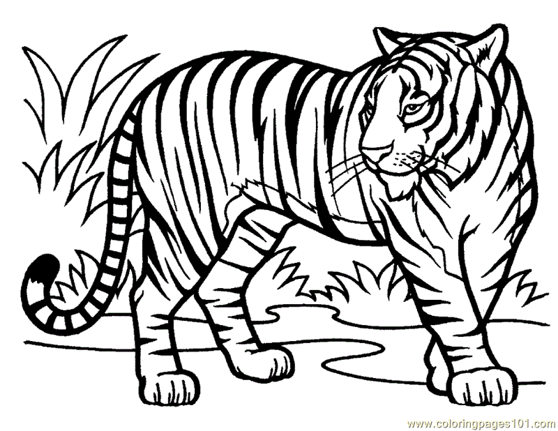 Tiger Coloring Page - Free Tiger Coloring Pages : ColoringPages101.com