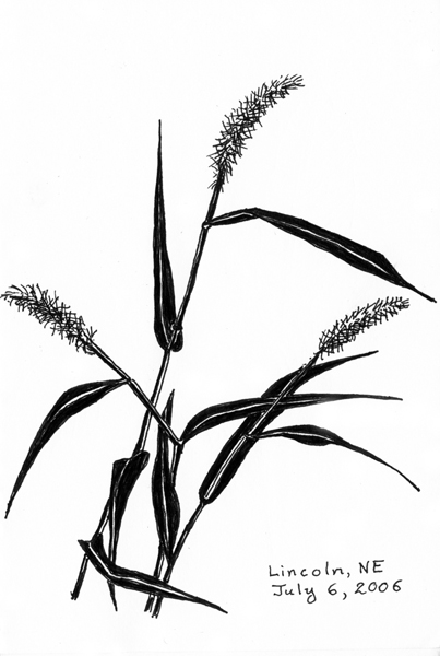 Drawing Wheat Plant - ClipArt Best