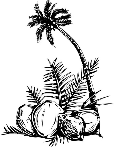 Coconut tree vector Free vector in Adobe Illustrator ai ( .ai ...