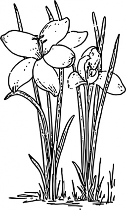 Rose Flower Crocus clip art vector, free vectors - Vector.me
