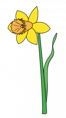 How to Draw a Daffodil, Flowers, Plants, Spring, Easy Step-by-Step ...