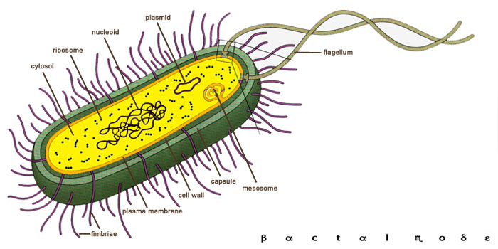 Bacteria Diagram Images & Pictures - Becuo