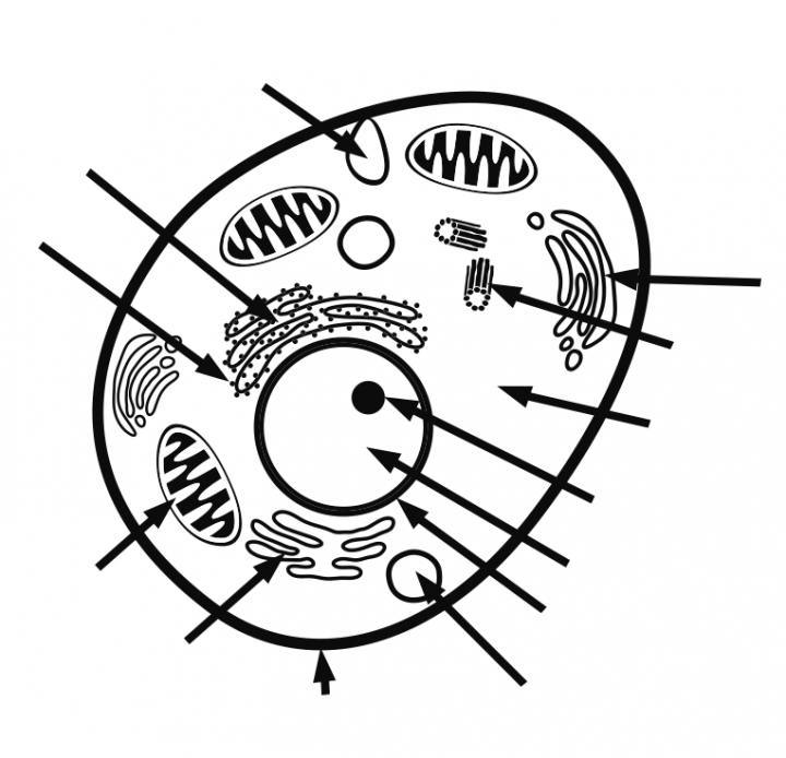 Blank Animal Cell Diagram ClipArt Best