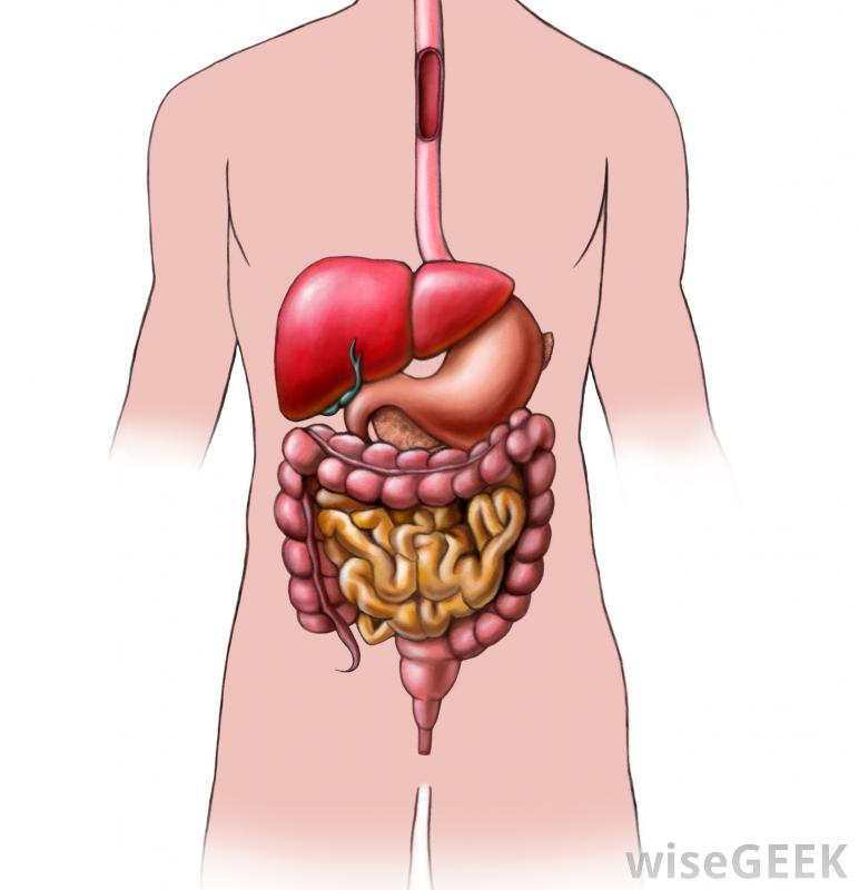 What Is the Relationship between the Digestive System and ...