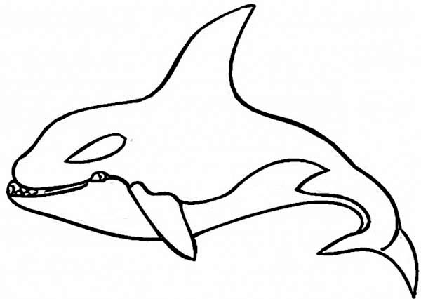 Nice Orca Whale Coloring Pages - Deartamaqua