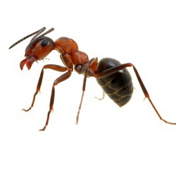 Blog | Certified Termite and Pest Control - Part 10