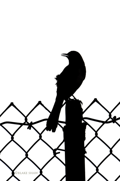 Mockingbird Flying Silhouette Clipart - Free to use Clip Art Resource