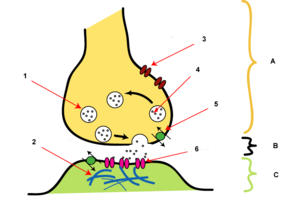 Human Physiology/The Nervous System - Wikibooks, open books for an ...