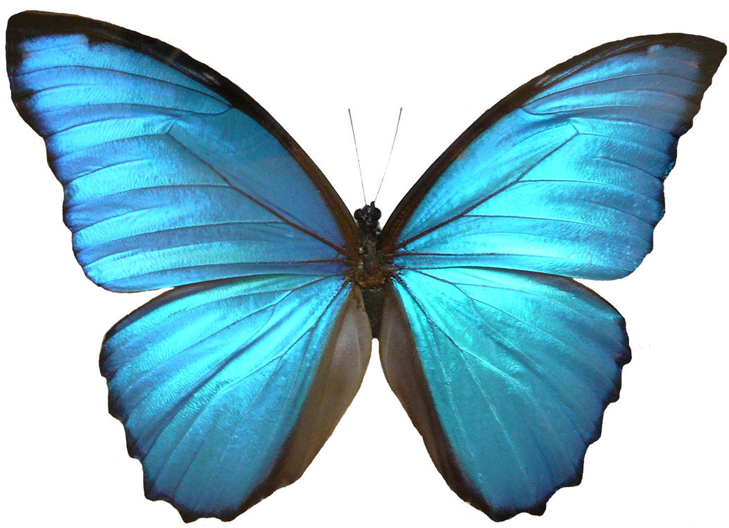 Morpho butterfly clipart