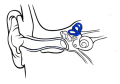 Parts of the Ear flashcards