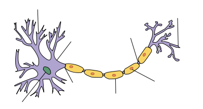 Axon - New World Encyclopedia