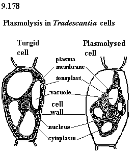 UNBiol1