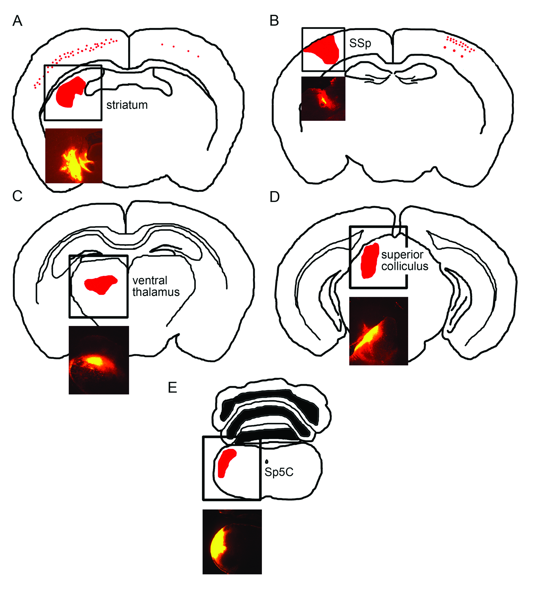 Correlated Gene Expression and Target Specificity Demonstrate ...