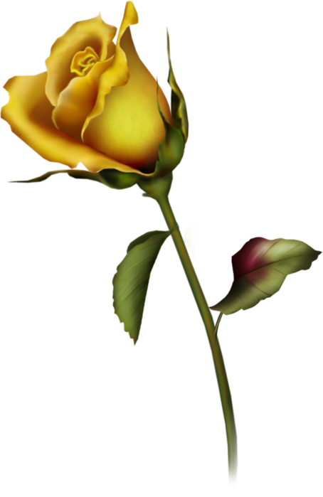 Picture Of A Yellow Rose | Free Download Clip Art | Free Clip Art ...