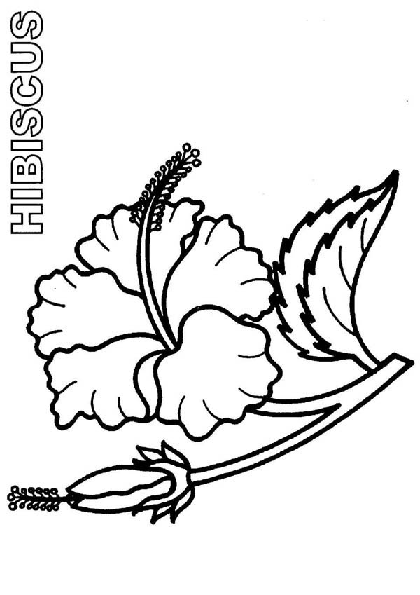 Black And White Hibiscus | Free Download Clip Art | Free Clip Art ...