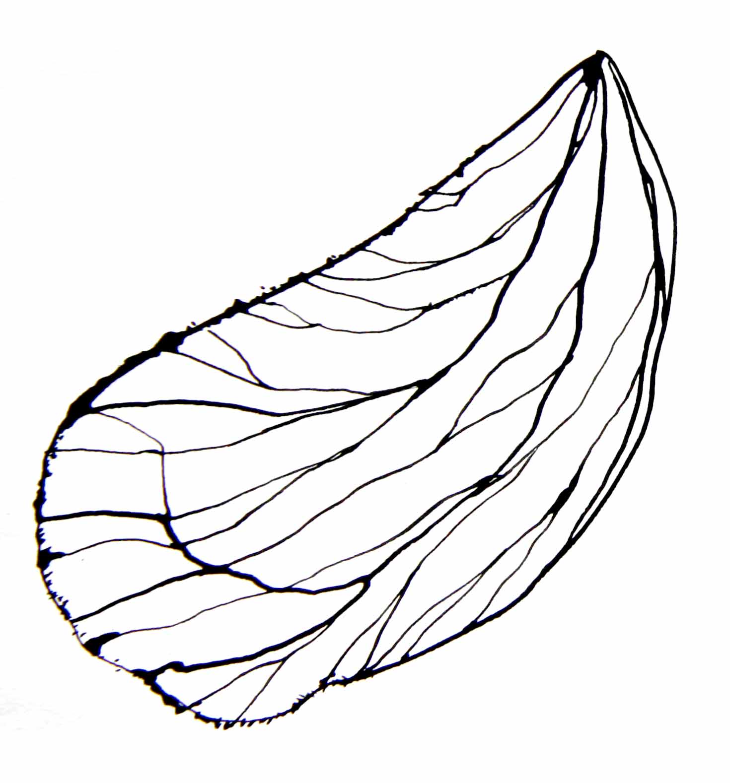 Bricks, Bones and feathers: butterfly wing skeleton