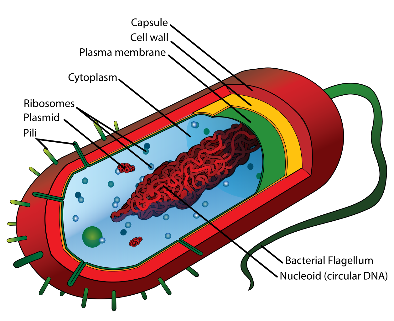 A Well Labelled Diagram Of A Bacterial Cell - Juanribon.com