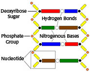 DNA: Fun facts