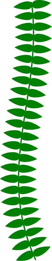 vine_Vector_Clipart.png