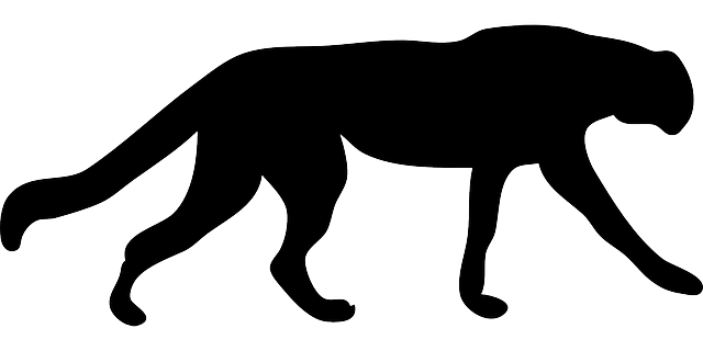 Image - Cat-black-silhouette-cheetah-speed-jungle-fast.png ...