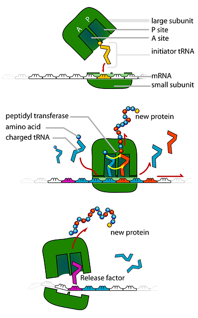 SCIENCE, DIAGRAM, ILLUSTRATION, BIOLOGY, RIBOSOMES - Public Domain ...