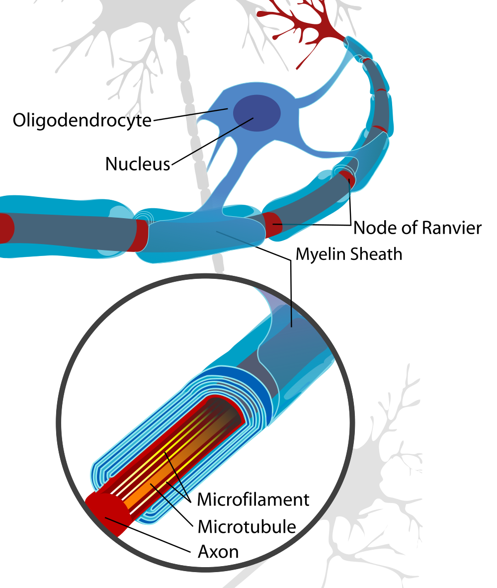 File:Neuron with oligodendrocyte and myelin sheath.svg - Wikimedia ...