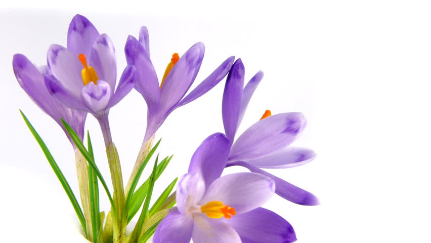 Crocus Opening Flower Stock Footage Video 5993012 - Shutterstock